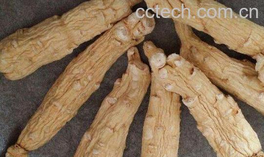 什么人不能吃白参 吃白参的禁忌-1