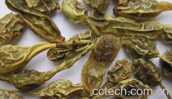 生槐角和熟槐角的功效-1