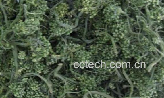 人参花什么人不能喝 人参花的副作用及禁忌-0