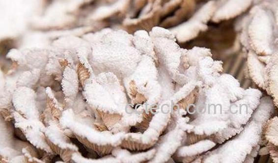 云南白参的功效与作用及食用方法-0