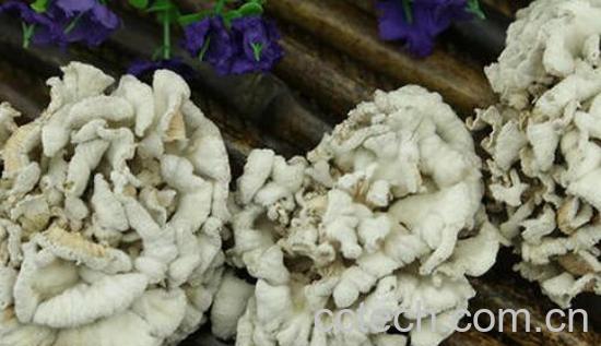 云南白参的功效与作用及食用方法-1