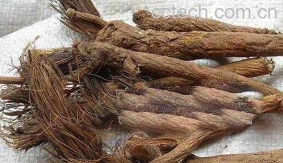 漏芦的功效与作用 漏芦的禁忌-0