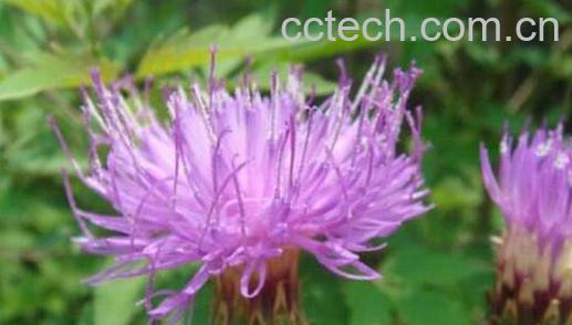 漏芦的功效与作用 漏芦的禁忌-1