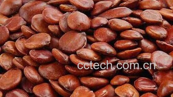 酸枣仁怎么治失眠-0