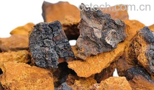 白桦茸怎么吃 白桦茸简单的食用方法-0