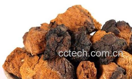 白桦茸怎么吃 白桦茸简单的食用方法-1