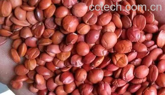 酸枣仁治失眠怎么用 酸枣仁治失眠方法技巧-0