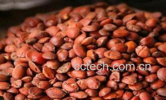 酸枣仁长期喝有啥危害 什么人不适合吃酸枣仁-1