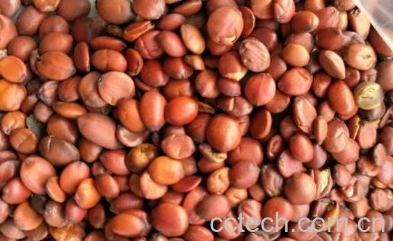 酸枣仁治失眠怎么用 酸枣仁治失眠方法技巧-1