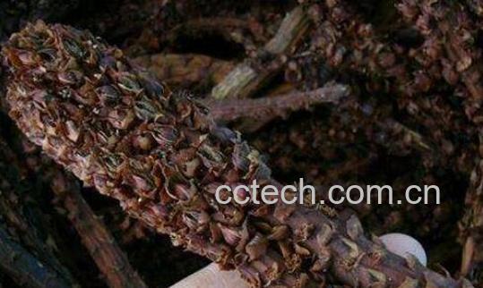 草苁蓉和肉苁蓉的区别-0