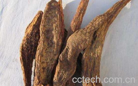 草苁蓉和肉苁蓉的区别-1