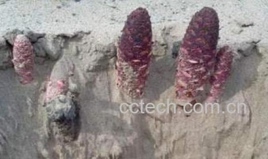 御苁蓉的功效与作用及禁忌-0