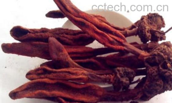 御苁蓉的功效与作用及禁忌-1