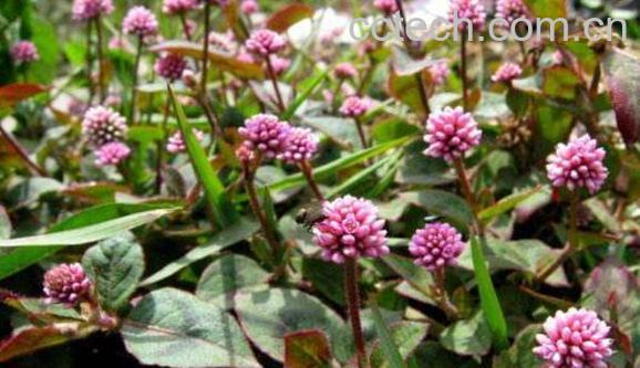 头花蓼的功效与作用及副作用-0