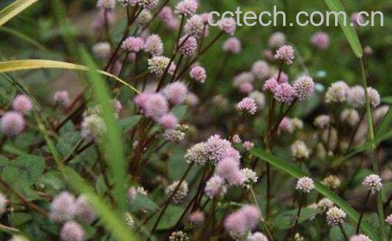 头花蓼的功效与作用及副作用-1