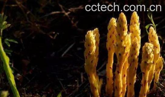 草苁蓉泡水喝的正确方法 草苁蓉泡水喝的好处-1