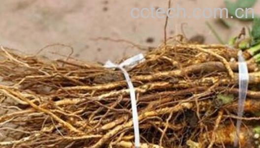 野玫瑰根的功效-0