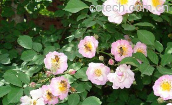 野玫瑰根的功效-1