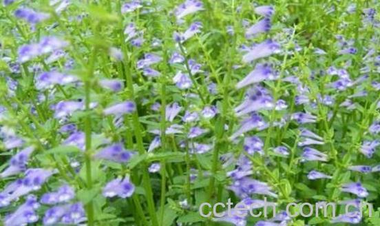 半枝莲的功效与作用 半枝莲的禁忌-0