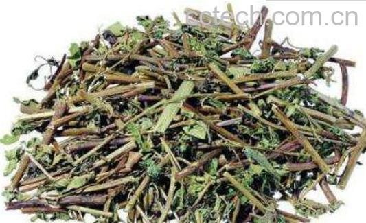 半枝莲的功效与作用 半枝莲的禁忌-1