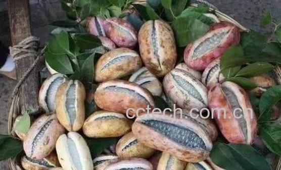 野香蕉的功效与作用 野香蕉怎么吃-0