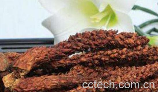 列当的功效与作用 列当的危害-0