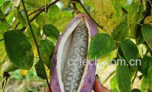 野香蕉的功效与作用 野香蕉怎么吃-1