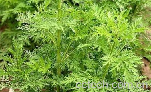 大黄蒿的功效与作用-0