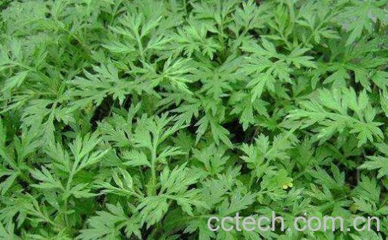 大黄蒿的功效与作用-1