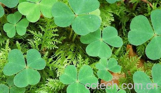 薇草的功效与作用-1