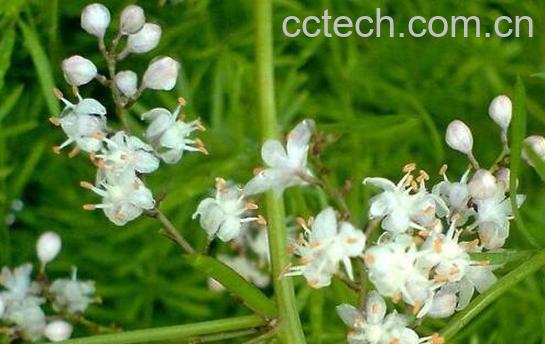 天门冬酒的功效与危害-0