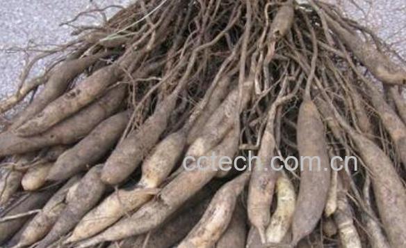 鲜天门冬的功效与作用-0