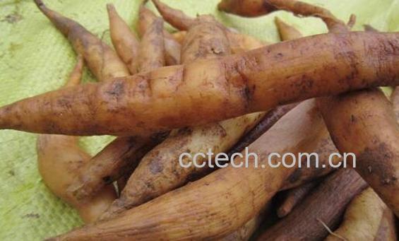 鲜天门冬的功效与作用-1