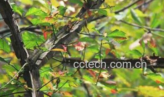 鬼箭羽的功效与作用及禁忌-0