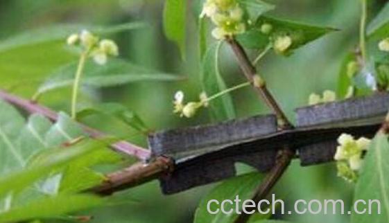 鬼箭羽的功效与作用及禁忌-1