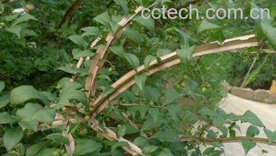 鬼箭羽泡水喝的功效与作用-0