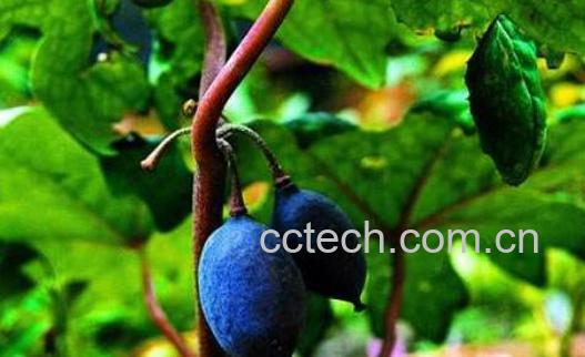 川八角莲的功效与作用及禁忌-0