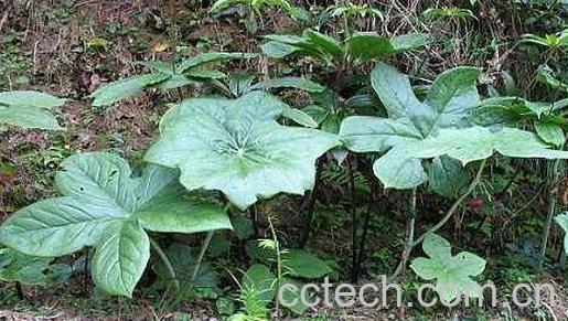 川八角莲的功效与作用及禁忌-1