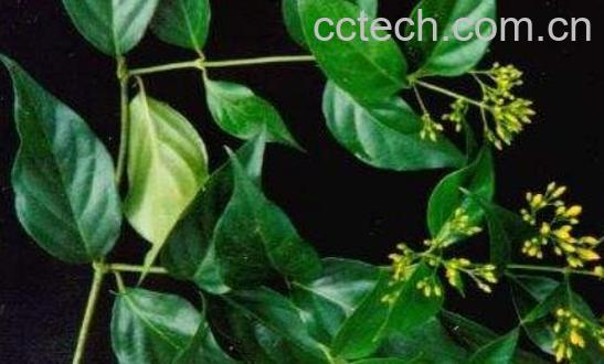 大茶药的功效与作用及禁忌-0