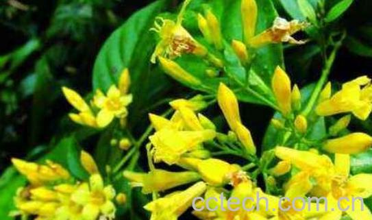 大茶药的功效与作用及禁忌-1