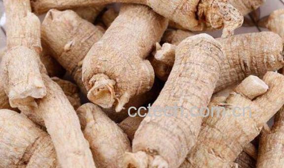 泡参的功效与作用及禁忌-1