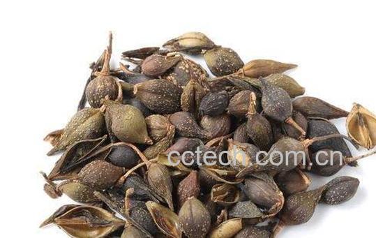 连翘的美容功效与作用-0