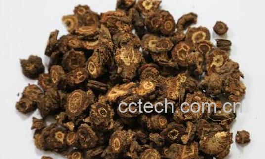 羌活对男性的功效与作用-0