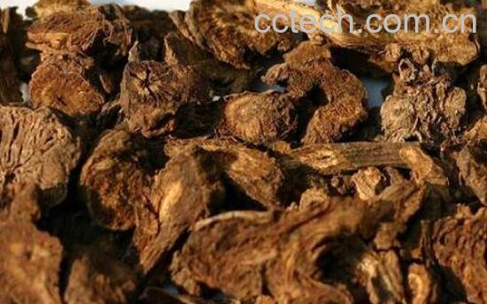 羌活对男性的功效与作用-1