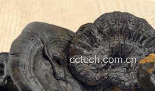 黑灵芝的美容功效与作用-0