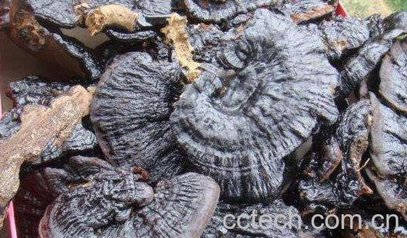 黑灵芝的美容功效与作用-1