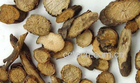 川赤芍和京赤芍的区别 赤芍的功效与作用-1