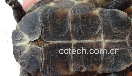 乌龟壳的功效与作用及禁忌-0