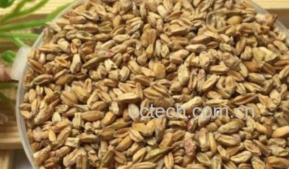 浮小麦的功效与作用 什么人不能喝浮小麦-1