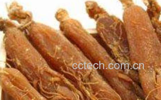 东洋红参的功效与作用-0